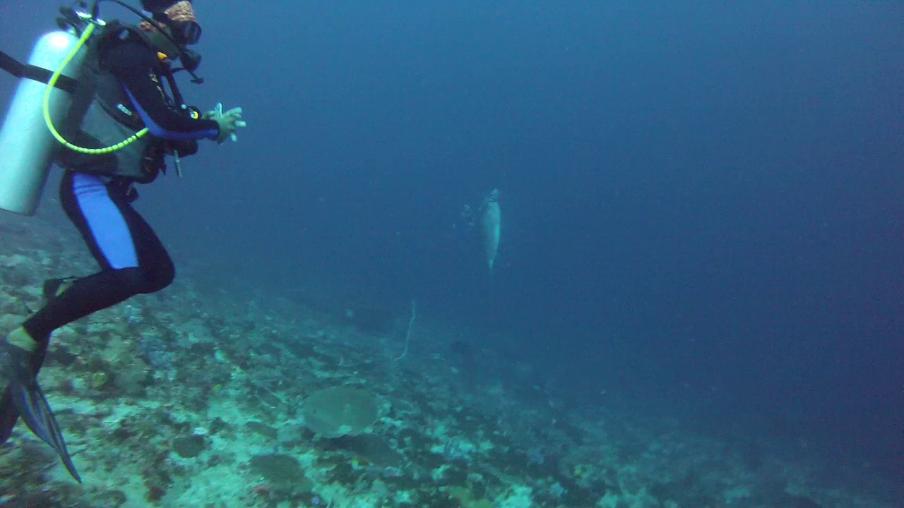 mola mola Nusa Lembongan