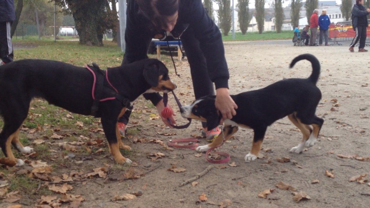 2e Concours d'agility