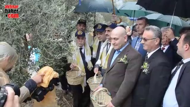 6. Zeytin Hasat Şenliğinin Hasadı 1650 Yıllık Zeytin Ağacında Yapıldı