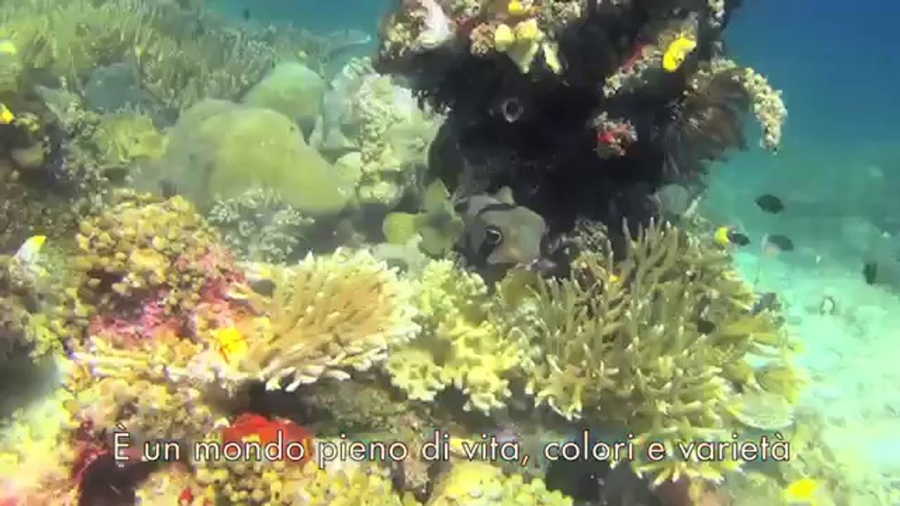 INCREIBLE  OCEANO  2013  DUCUMENTAL