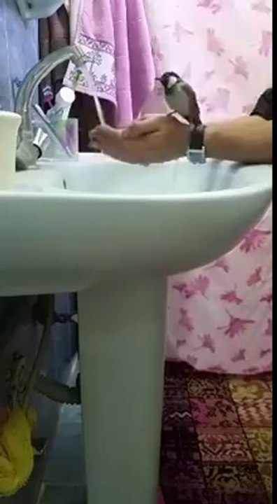 bird listenig human sound
