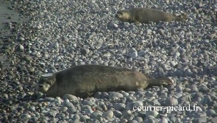 Six jeunes phoques remis à l'eau