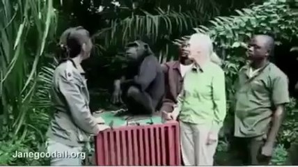 Monkey never going to jung to left his human mother