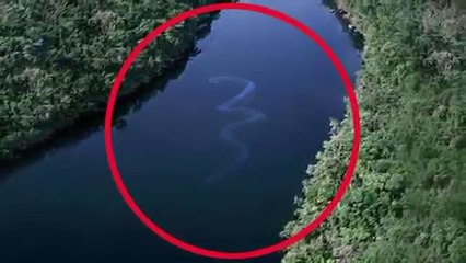 Dünyanın En Büyük Yılanı Görüntülendi