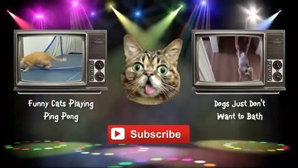 Parrots Annoying Cats Compilation