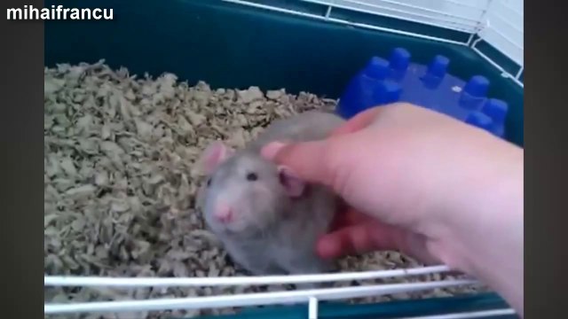 Adorable Animals Enjoying A Belly Rub Compilation 2014 [NEW].