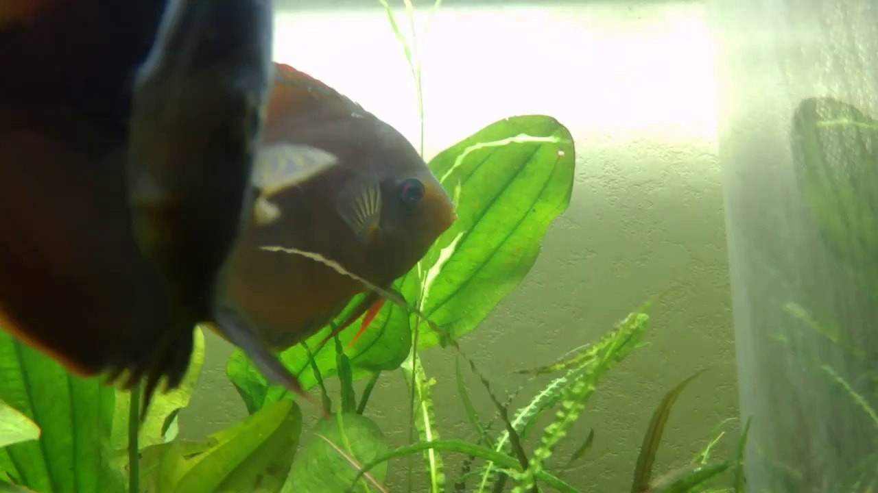 Alevins discus, nage libre + 48h