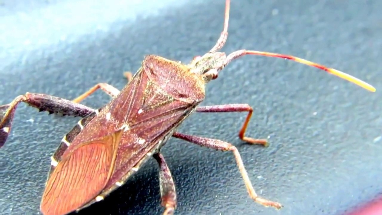 Helmeted Squash Bug Amazing Nature