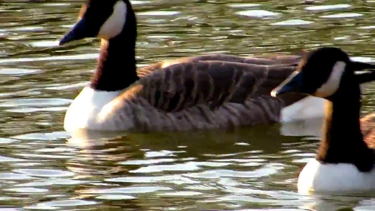 Canada Geese