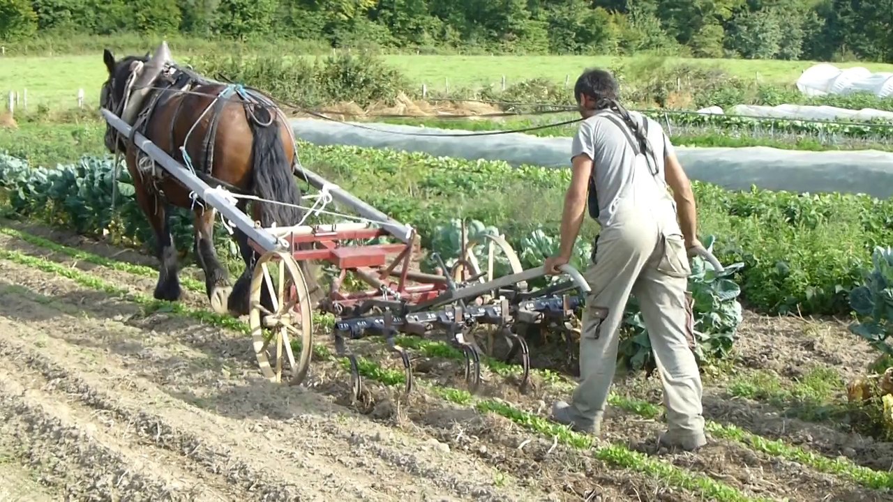 Sarclage au cheval avec un porte-outils de maraichage Bucher par Nicolas Moussu
