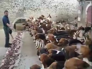Nourrir des dizaines de chiens en même temps