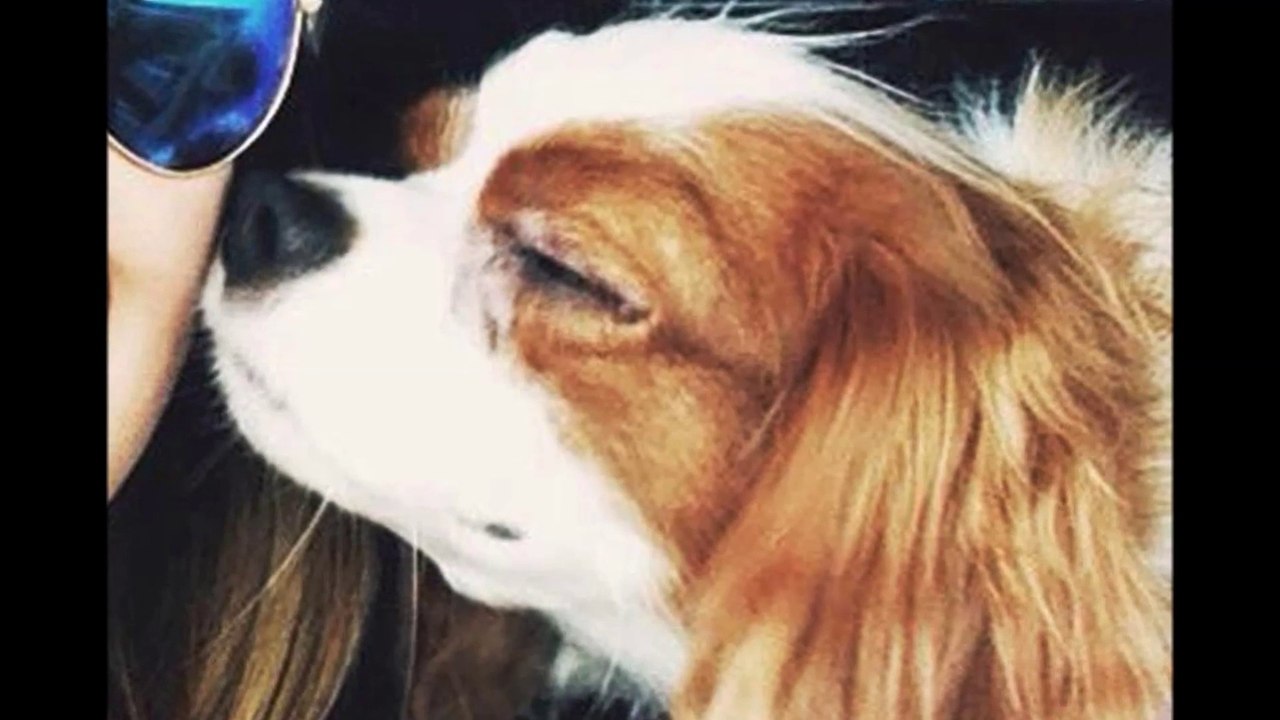 Declaran libre de ébola al perro enfermera contagiada en EEUU