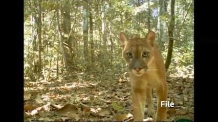 Hidden cameras capture Peru's diverse wildlife