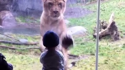 Wild animals playing Funny - AnonTV.com