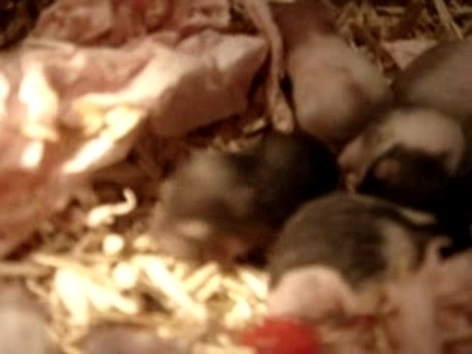 bébés hamster 12 jours