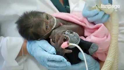 Un bébé singe sauvé grâce à l'assitance respiratoire