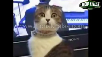 Funny Cat Fights - Thoha Khalsa, Pak