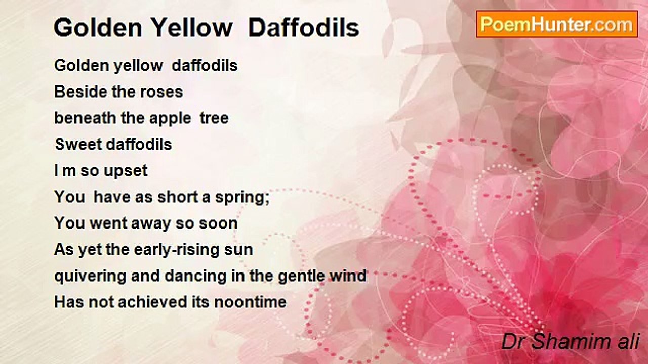 Dr Shamim ali - Golden Yellow  Daffodils