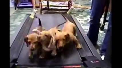 [+18 ~ Sexy Funny Girl]3 Cute Puppies On A Treadmill