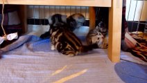 Cutest Cat Moments. First steps of cute kittens learns how to walk!_youtube_original