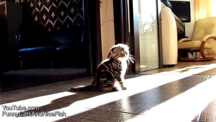 Cutest Cat Moments. Rosy, the Funny and cutest kitten ever_youtube_original