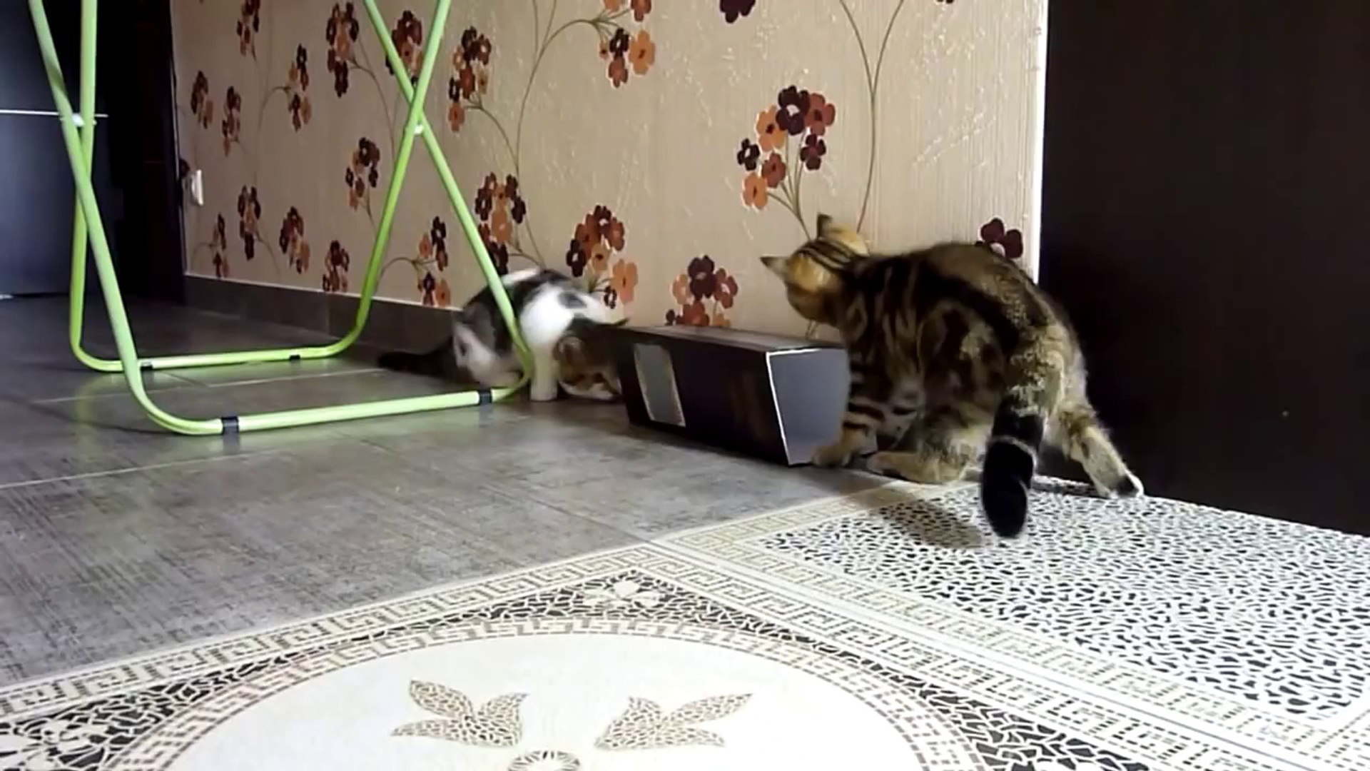 ⁣Funny Cats are followers Cat Maru. How to wear a box_youtube_original