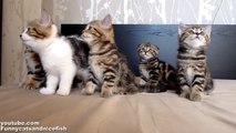 Funny Cats Choir ( Dancing Chorus Line of Kittens )_youtube_original