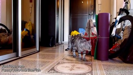 Funny Cats Compilation of fighting dancing kittens_youtube_original
