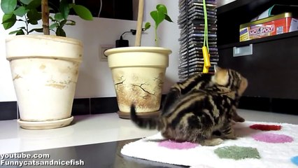 Funny Cats dancing fighting _ Cute Ninja Kittens_youtube_original