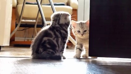Funny Cats face control. Do not pass!_youtube_original