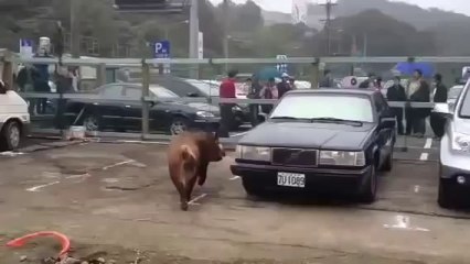 [+18 ~ Sexy Funny Girl]Pig loves Car