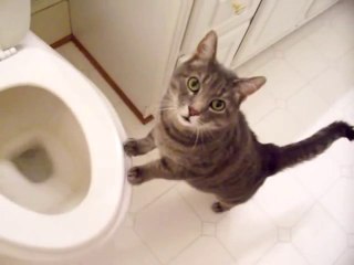 cat who likes to watch the toilet flush_youtube_original