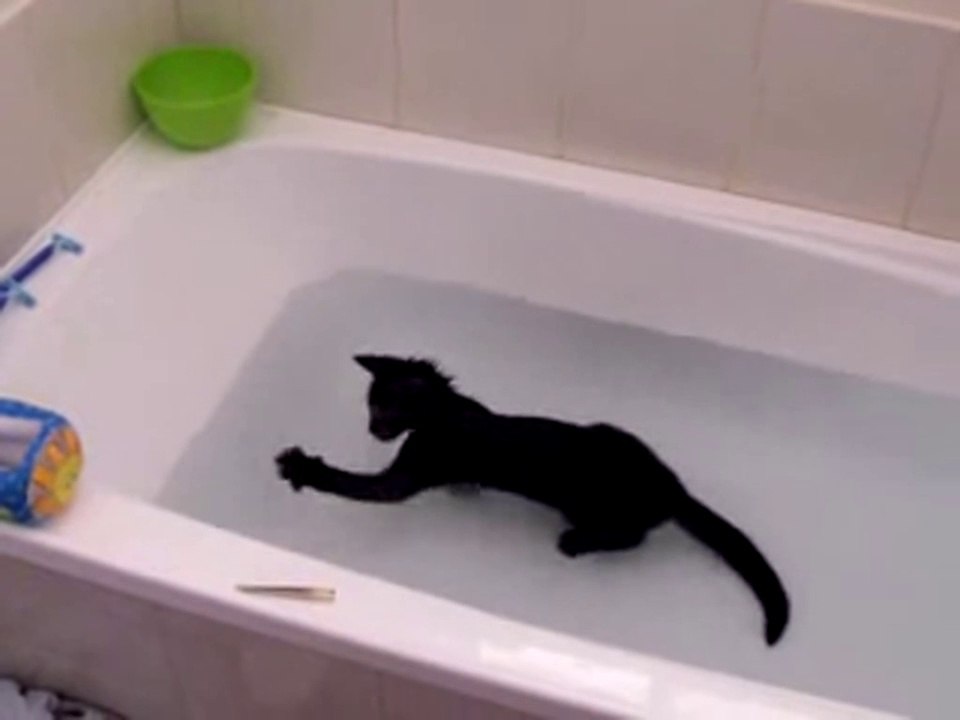 Crazy cat, loves water