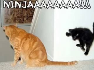 Funny kitties