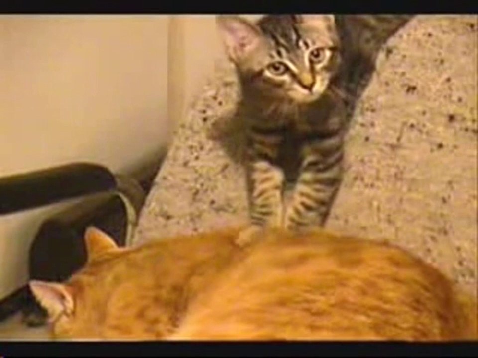 Funny Kitty Clips