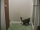 Kittens Vs. Laser Pointer - Kung Fu Kitties_youtube_original
