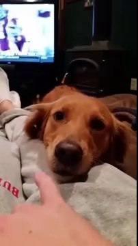 Un chien chanteur fait des vocalises