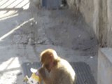 Affen in Gibraltar