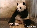 Baby Panda Scares The Crap Out Of Mamma Panda