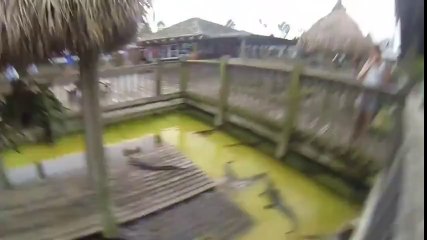 Kameraya saldıran timsah