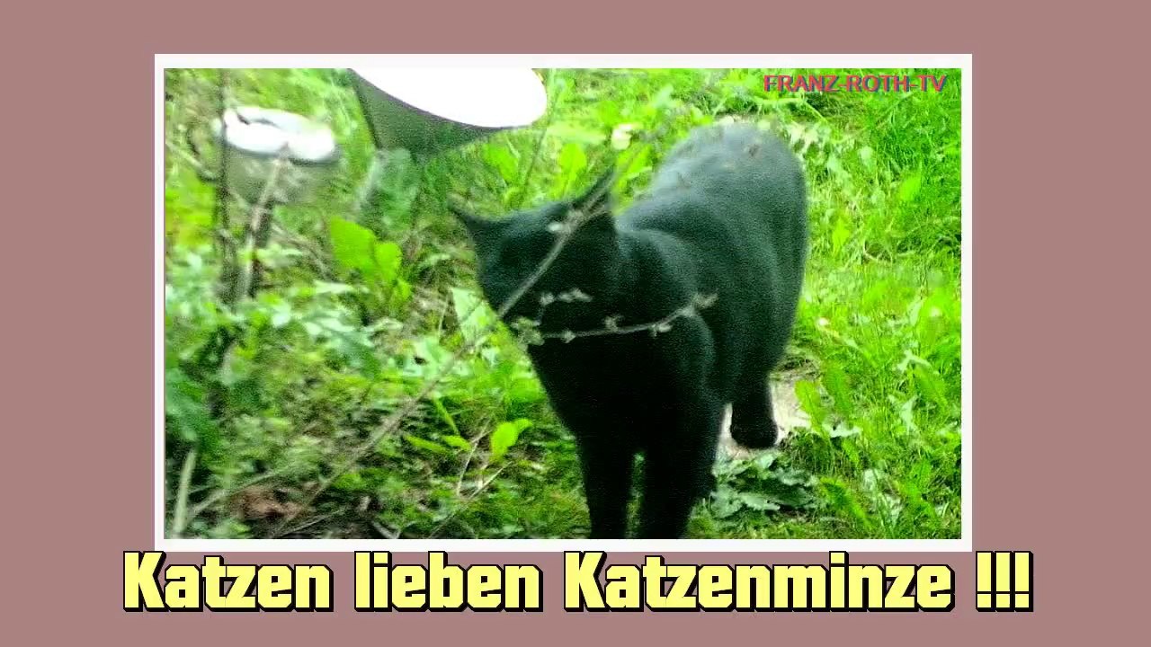 Katze im Garten