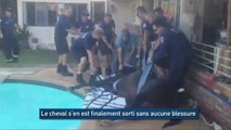 Un cheval dans une piscine est sauvé par des pompiers