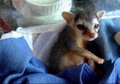 Baby Ringtail Cat Yawns and Stretches
