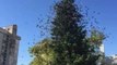 Slo-Mo Camera Captures a Flock of Birds Suddenly Flying From a Tree
