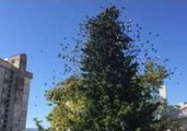 Slo-Mo Camera Captures a Flock of Birds Suddenly Flying From a Tree