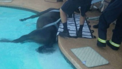 Un cheval sauvé d'une piscine dans l'Arizona