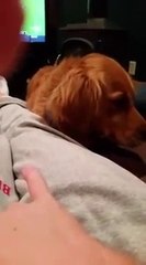 Un chien fait des notes de musique