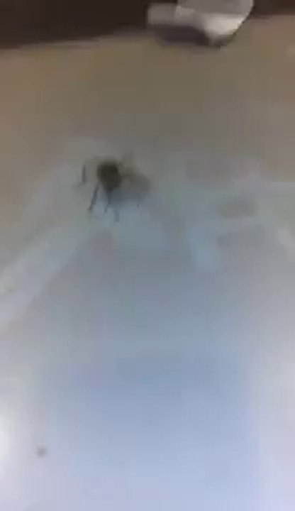 Une araignée-loup se promène...