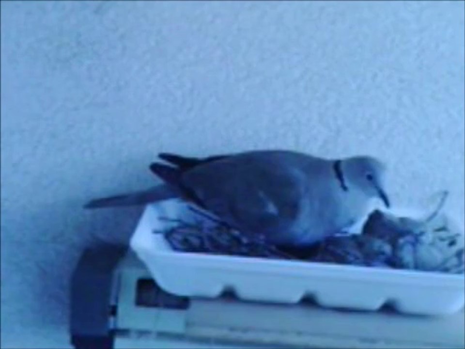 Nos tourterelles PIE et POP vont mettre bas