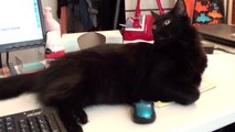 Pourquoi travailler avec un chat est impossible